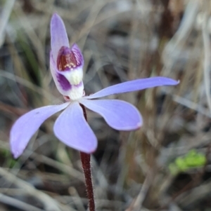 Cyanicula caerulea at Denman Prospect, ACT - 24 Aug 2024