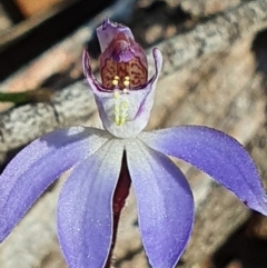 Cyanicula caerulea at Denman Prospect, ACT - 24 Aug 2024