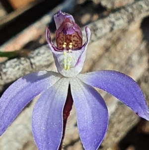 Cyanicula caerulea at Denman Prospect, ACT - suppressed