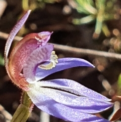 Cyanicula caerulea at Denman Prospect, ACT - 24 Aug 2024