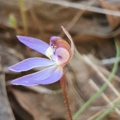 Cyanicula caerulea at Denman Prospect, ACT - 24 Aug 2024