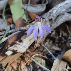 Cyanicula caerulea at Denman Prospect, ACT - suppressed