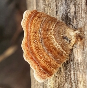 Xylobolus illudens at Yass River, NSW - 24 Aug 2024