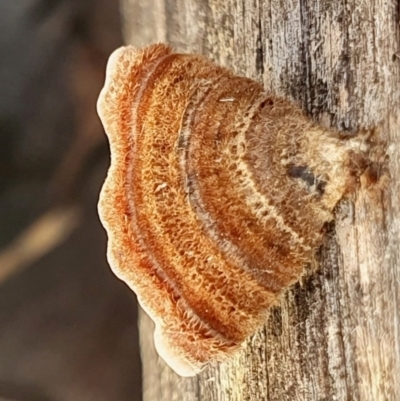 Xylobolus illudens (Purplish Stereum) at Yass River, NSW - 24 Aug 2024 by SenexRugosus