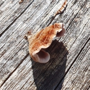 Xylobolus illudens at Yass River, NSW - 24 Aug 2024