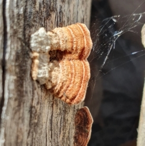 Xylobolus illudens at Yass River, NSW - 24 Aug 2024