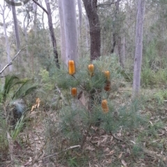 Banksia spinulosa (Hairpin Banksia) at Currowan, NSW - 18 Aug 2024 by UserCqoIFqhZ