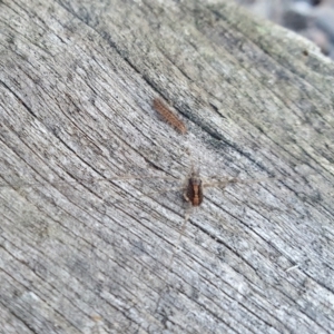 Opiliones (order) at Yass River, NSW - 24 Aug 2024