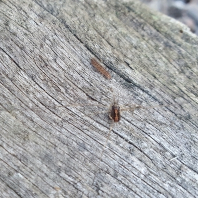 Opiliones (order) (Unidentified harvestman) at Yass River, NSW - 24 Aug 2024 by SenexRugosus