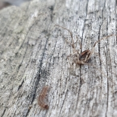 Opiliones (order) at Yass River, NSW - 24 Aug 2024