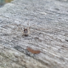 Opiliones (order) at Yass River, NSW - 24 Aug 2024