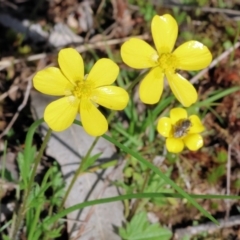 Ranunculus lappaceus (Australian Buttercup) at Beechworth, VIC - 24 Aug 2024 by KylieWaldon