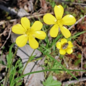 Ranunculus lappaceus at Beechworth, VIC - 24 Aug 2024 10:24 AM