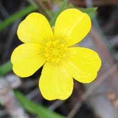 Ranunculus lappaceus at Beechworth, VIC - 24 Aug 2024 10:24 AM