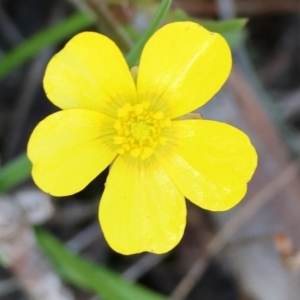 Ranunculus lappaceus at Beechworth, VIC - 24 Aug 2024