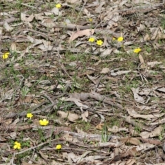 Ranunculus lappaceus at Beechworth, VIC - 24 Aug 2024 10:24 AM