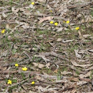 Ranunculus lappaceus at Beechworth, VIC - 24 Aug 2024