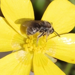 Unidentified Bee (Hymenoptera, Apiformes) at Beechworth, VIC - 24 Aug 2024 by KylieWaldon