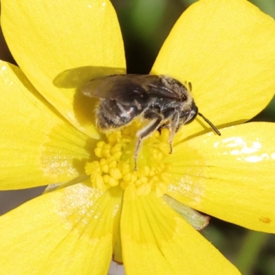 Unidentified Bee (Hymenoptera, Apiformes) at Beechworth, VIC - 24 Aug 2024 by KylieWaldon