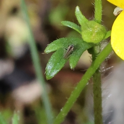 Unidentified Other true bug at Beechworth, VIC - 24 Aug 2024 by KylieWaldon