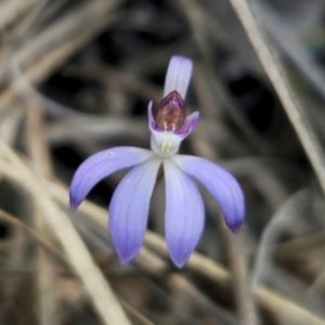 Cyanicula caerulea at Carwoola, NSW - 24 Aug 2024