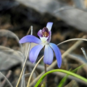 Cyanicula caerulea at Carwoola, NSW - 24 Aug 2024