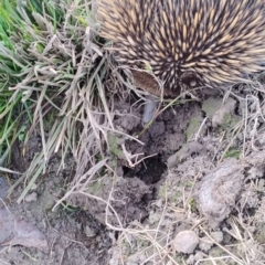 Tachyglossus aculeatus (Short-beaked Echidna) at Upper Kangaroo River, NSW - 22 Aug 2024 by Baronia