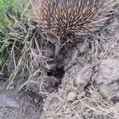 Tachyglossus aculeatus at Upper Kangaroo River, NSW - 22 Aug 2024 05:02 PM