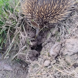 Tachyglossus aculeatus at Upper Kangaroo River, NSW - 22 Aug 2024