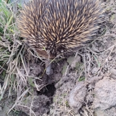 Tachyglossus aculeatus at Upper Kangaroo River, NSW - 22 Aug 2024 05:02 PM