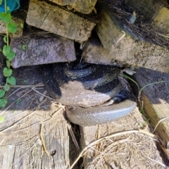 Morelia spilota spilota (Diamond Python) at Upper Kangaroo Valley, NSW - 24 Aug 2024 by Baronia