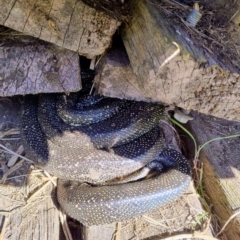 Morelia spilota spilota at Upper Kangaroo Valley, NSW - 24 Aug 2024 11:30 AM