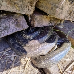 Morelia spilota spilota at Upper Kangaroo Valley, NSW - 24 Aug 2024 11:30 AM