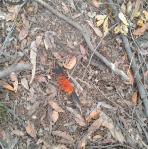 Calyptorhynchus lathami lathami at Currowan, NSW - suppressed