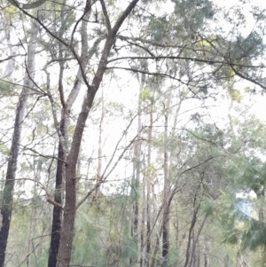 Calyptorhynchus lathami lathami at Currowan, NSW - suppressed