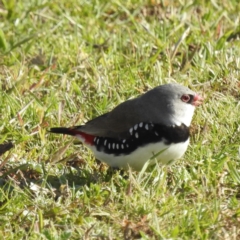 Stagonopleura guttata (Diamond Firetail) at Kambah, ACT - 24 Aug 2024 by HelenCross