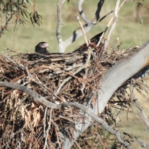 Aquila audax at Kambah, ACT - 24 Aug 2024