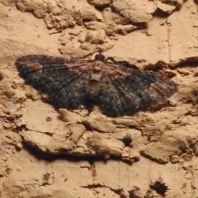 Chloroclystis pallidiplaga (White-shouldered Pug Moth) at Wanniassa, ACT - 24 Aug 2024 by JohnBundock