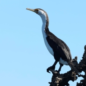 Phalacrocorax varius at Houtman Abrolhos, WA - 20 Apr 2024 05:05 PM