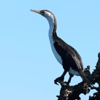 Phalacrocorax varius (Pied Cormorant) at Houtman Abrolhos, WA - 20 Apr 2024 by jb2602