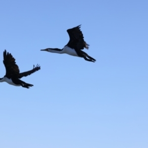 Phalacrocorax varius at Houtman Abrolhos, WA - 20 Apr 2024 05:05 PM