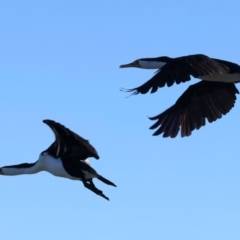 Phalacrocorax varius at Houtman Abrolhos, WA - 20 Apr 2024