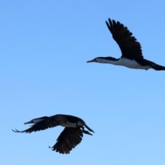 Phalacrocorax varius at Houtman Abrolhos, WA - 20 Apr 2024 05:05 PM