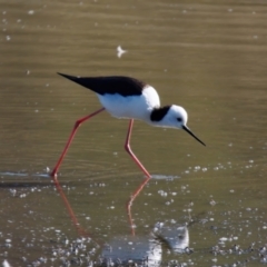 Himantopus leucocephalus (Pied Stilt) at Bungendore, NSW - 11 Aug 2024 by RomanSoroka