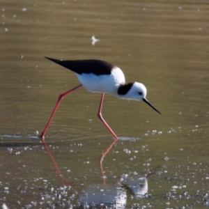 Himantopus leucocephalus at Bungendore, NSW - 11 Aug 2024