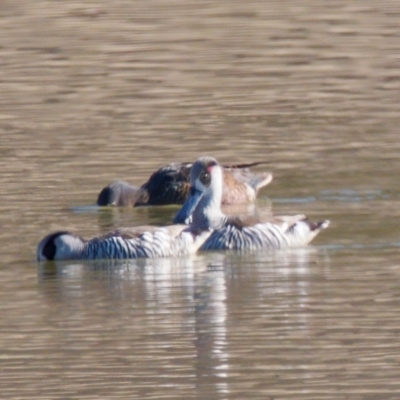 Malacorhynchus membranaceus (Pink-eared Duck) at Bungendore, NSW - 11 Aug 2024 by RomanSoroka