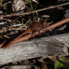 Diplacodes bipunctata (Wandering Percher) at Jerrabomberra, NSW - 24 Aug 2024 by SteveBorkowskis