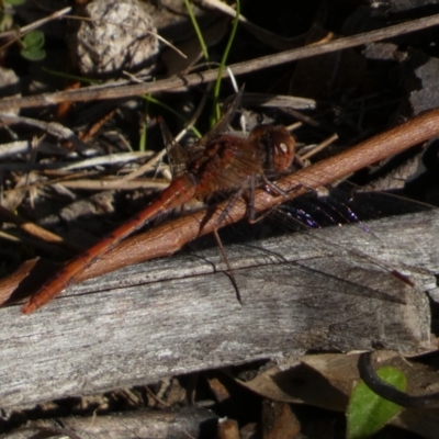 Diplacodes bipunctata (Wandering Percher) at Jerrabomberra, NSW - 24 Aug 2024 by SteveBorkowskis