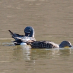 Spatula rhynchotis (Australasian Shoveler) at Bungendore, NSW - 11 Aug 2024 by RomanSoroka