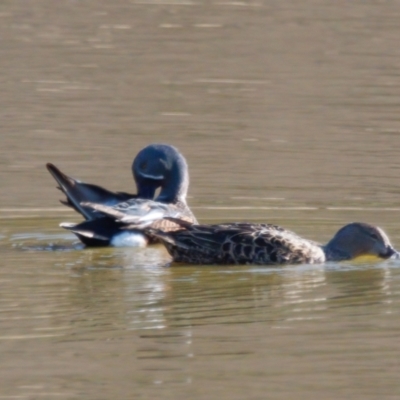 Spatula rhynchotis (Australasian Shoveler) at Bungendore, NSW - 11 Aug 2024 by RomanSoroka